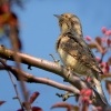 Krutihlav obecny - Jynx torquilla - Eurasian Wryneck 8744